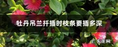 牡丹吊兰枝条插多深，扦插几天生根？,杜鹃花怎样扦插生根快？