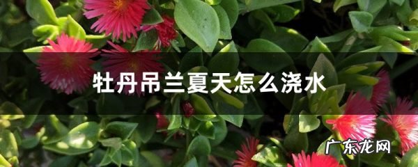 牡丹吊兰夏天怎么浇水,牡丹吊兰夏天可以晒太阳吗？