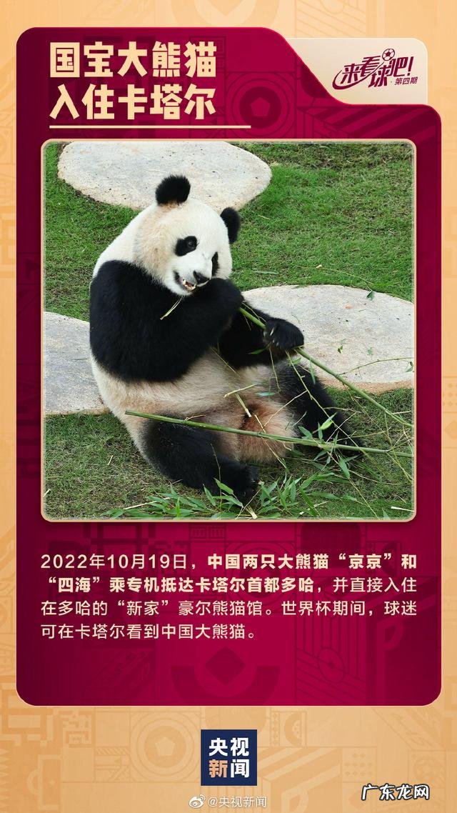 中国元素闪亮世界杯 卡塔尔世界杯中国元素抢眼