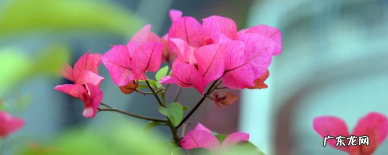 三角梅叶子发黄一碰就掉还能活吗 三角梅叶子发黄一碰就掉