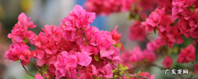 三角梅用办法开花最快发财树那种好看 三角梅用办法开花最快