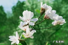 木兰什么时候开花,最名贵的10种兰花图片？
