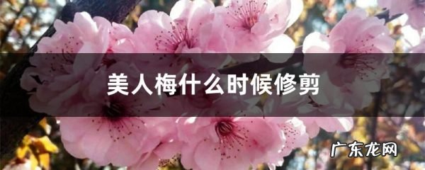 美人梅什么时候修剪,第一次怎么修剪,美人梅什么时候开花?