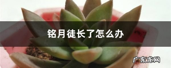 铭月徒长了怎么办,铭月多肉徒长怎么修剪？