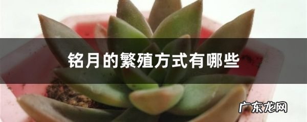 铭月的繁殖方式有哪些,铭月和秋丽图鉴?