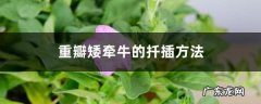 重瓣矮牵牛的扦插方法,重瓣矮牵牛什么时候播种？