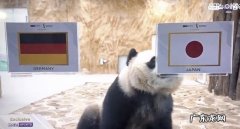 又准了！卡塔尔大熊猫成功“预测”日本队战胜德国队 大熊猫成功“预测”日本战胜德国
