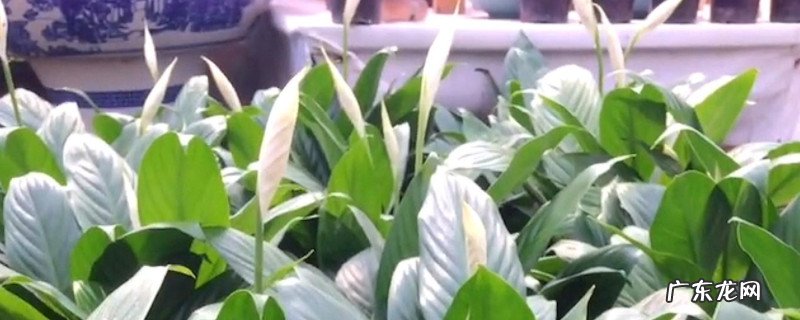 水培白掌怎么施肥 白掌水培是换水还是加水