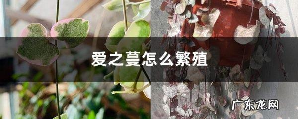 水培生根、土培扦插 爱之蔓怎么繁殖,水培生根后转土培？