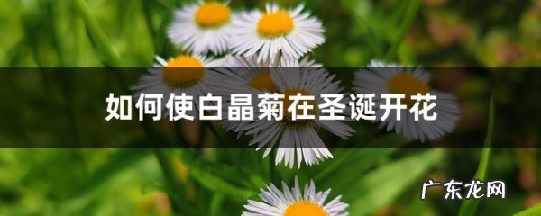 如何使白晶菊在圣诞开花,荷兰菊？