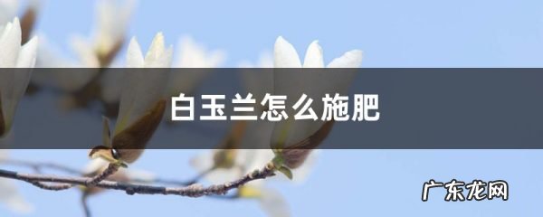 白玉兰怎么施肥,白玉兰代表什么意思?