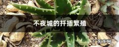 不夜城的扦插繁殖,扦插繁殖？