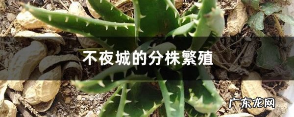 不夜城的分株繁殖,扦插与分株繁殖有什么异同?
