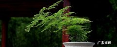 文竹怕冷吗耐寒吗 文竹怕冷吗