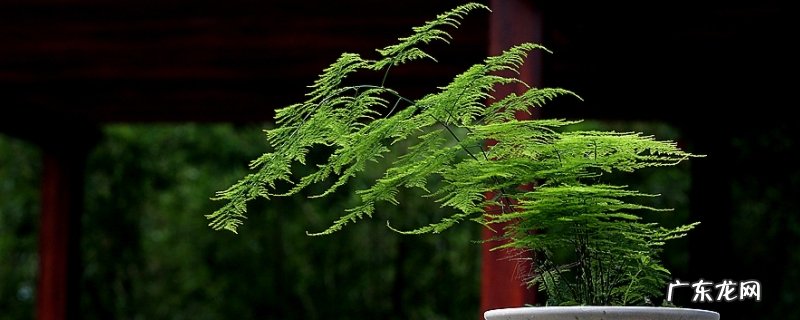 文竹的气味 文竹开花的味道有毒吗
