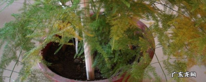 文竹的叶子发黄是怎么回事 文竹叶子发黄怎么回事