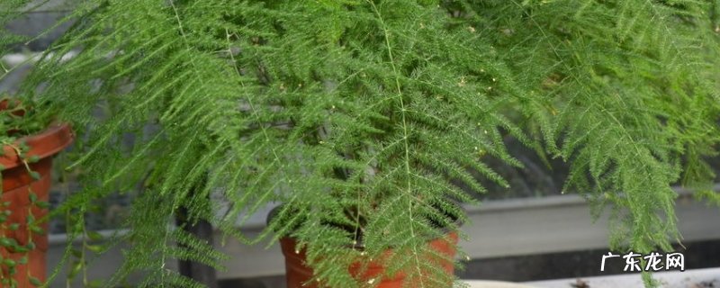 文竹的养殖方法 文竹养殖方法和注意事项盆栽