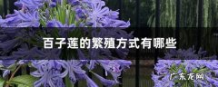 百子莲的繁殖方式有哪些,百子莲品种？