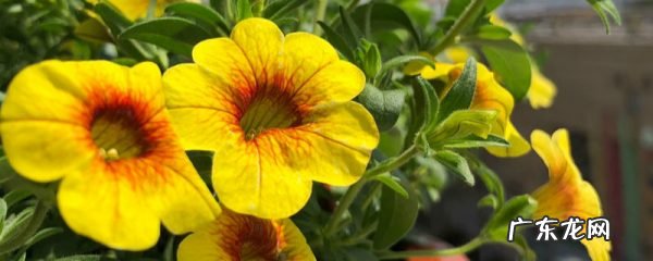 百万小铃的繁殖方法,什么时候扦插,金鱼吊兰的扦插方法和注意事项?