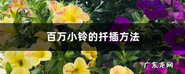 百万小铃的扦插方法,百万小铃扦插时间?