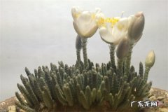 白花韧锦不开花怎么办,火山石拌土养花利弊？