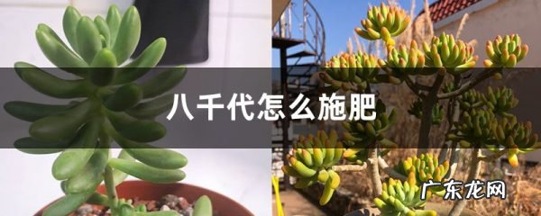 八千代怎么施肥,施肥器?
