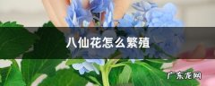 八仙花怎么繁殖,八仙花图片？