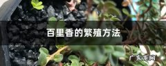 百里香的繁殖方法,迷迭香在菜市场叫什么？