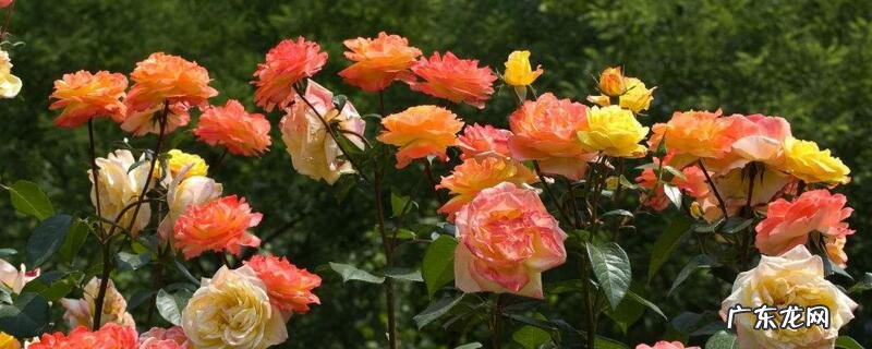 6月开什么花花语是什么 6月开什么花