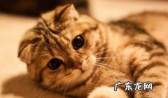 小猫喜欢摇尾巴代表什么意思,抱在怀里的猫咪摇尾巴？