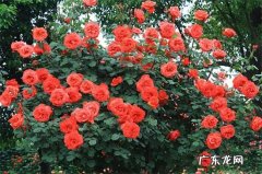 耐寒爬藤花卉 适合秋天移种的爬藤花