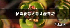 长寿花怎么养才能开花，不开花是什么原因呢,长寿花很茂盛却不开花？