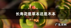 长寿花是草本还是木本，怎样给长寿花施肥,木本长寿花？