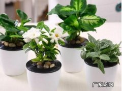 冬季养花的注意事项 秋季养花只要做到这八点