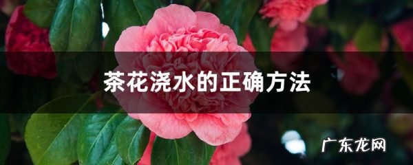 茶花浇水的正确方法,茶花浇水多了怎么补救,盆栽茶花怎么确定要不要浇水?