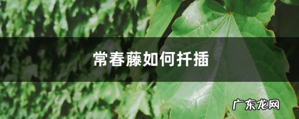 常春藤如何扦插,常春藤如何扦插繁殖?