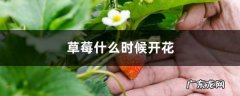 草莓什么时候开花,草莓栽上多长时间开花？
