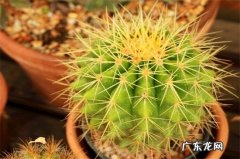 适合冬天养在室外的耐寒植物 适合冬天养的耐寒植物有哪些