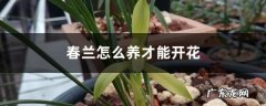 春兰怎么养才能开花,如何让兰花开花窍门？