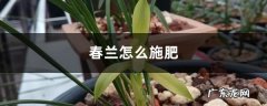 春兰怎么施肥,春兰从什么时候开始施肥？