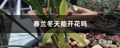 春兰冬天能开花吗,春兰怎么春化才能开花呀？