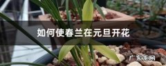如何使春兰在元旦开花,春兰啥时候开花？