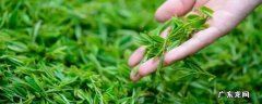 清明茶可以放多久,清明茶能放多久