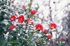 北方冬天冻不死的常绿植物 冬天冻不死的常绿植物