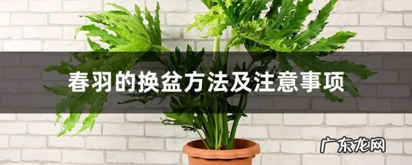 春羽的换盆方法及注意事项,春羽的气根可以剪掉吗?