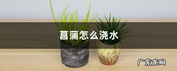 菖蒲怎么浇水,新手如何养菖蒲?