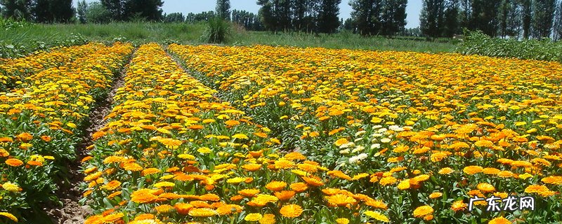 金盏菊的种植方法和注意事项 金盏菊种子种植方法和时间