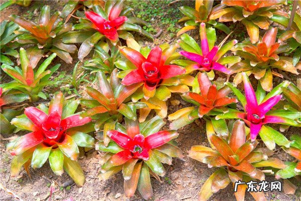 彩叶凤梨怎么浇水,凤梨花怎么浇水视频？