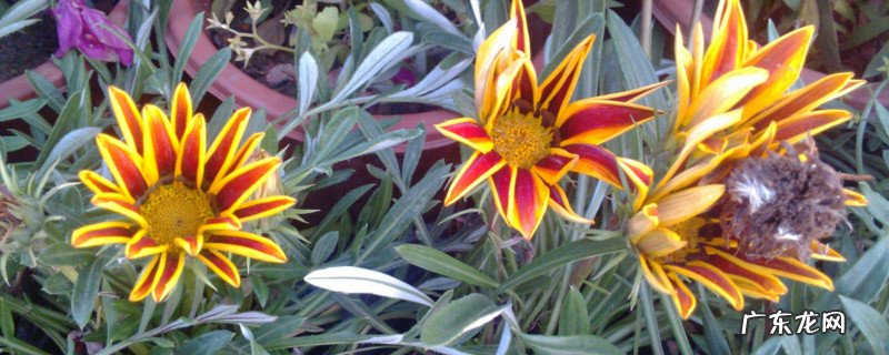 勋章菊是多年生还是一年生 勋章菊能开几年