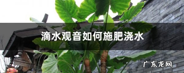 滴水观音如何施肥浇水,水肥施加过多怎么办,和滴水观音很像的植物?